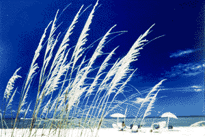 Florida Coast Gulf Vacations at Sanibel Siesta